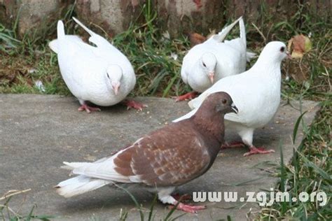 夢到養鳥|夢見養鳥是什麼意思